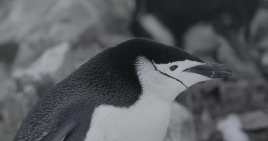 Close up of a penguin sitting on a rock