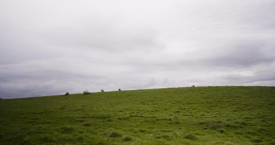 Herd of sheep graze in a field on a cloudy day