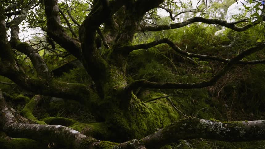 A large tree has many branches going in all directions