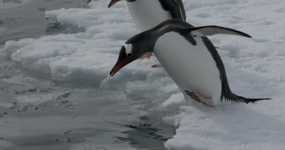 A group of penguins walk on the snow and jump into the ocean