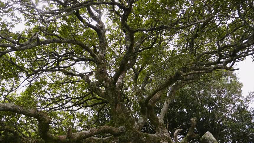 A sprawling, curving tree during the day