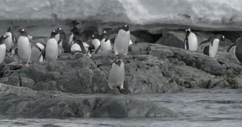 A penguin waddles to the edge of a rocky shoreline and jumps in the ocean