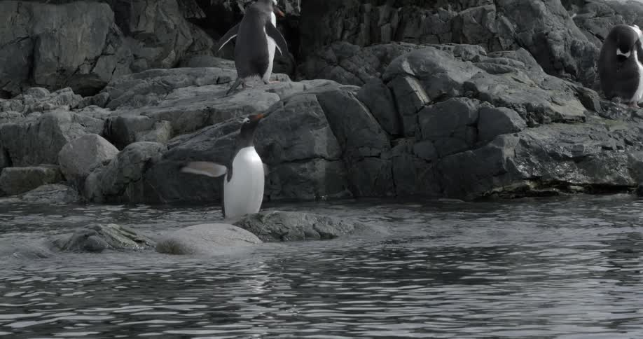 A happy penguin flapping its wings in the water