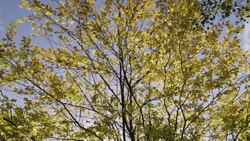 The tree has large yellow leaves