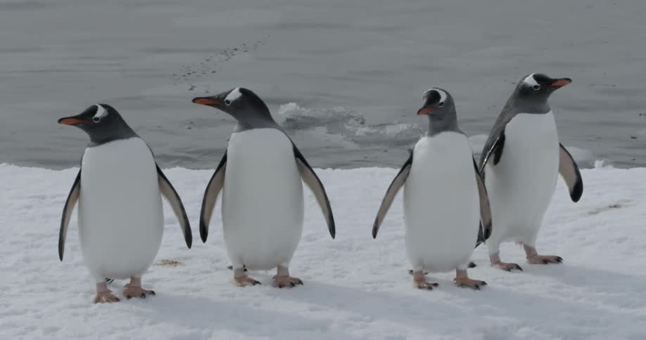 Four penguins standing on an ice sheet near the water looking around
