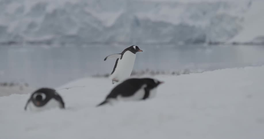 Penguin waddles through the snow with a colony in the background