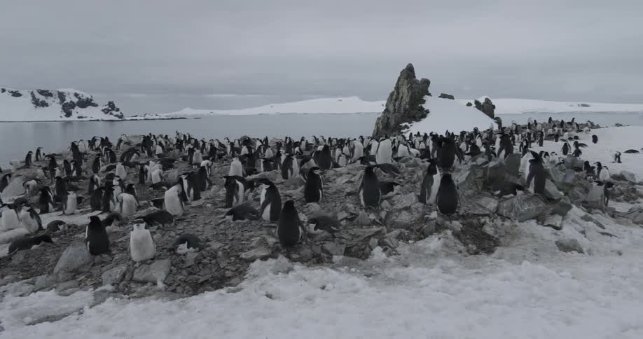 A wide shot of penguins on a dry stretch of land in a snow covered landscape (pan)