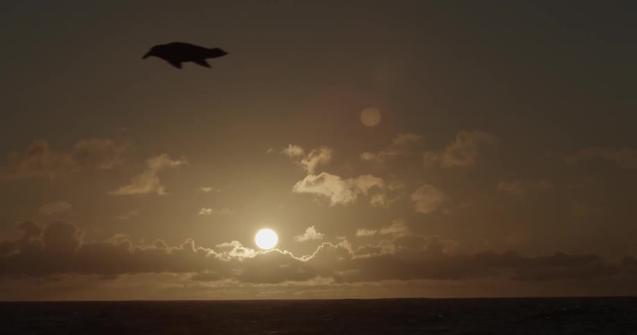 Bird soaring over ocean with the sun in the background (slow motion)