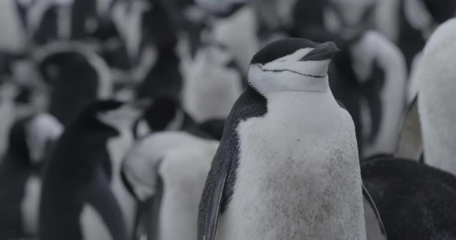 A penguin shakes its head and stretches its neck