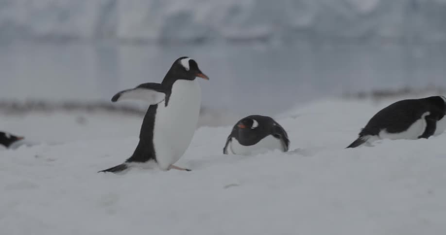 A Gentoo Penguin walking on snow with its flippers out