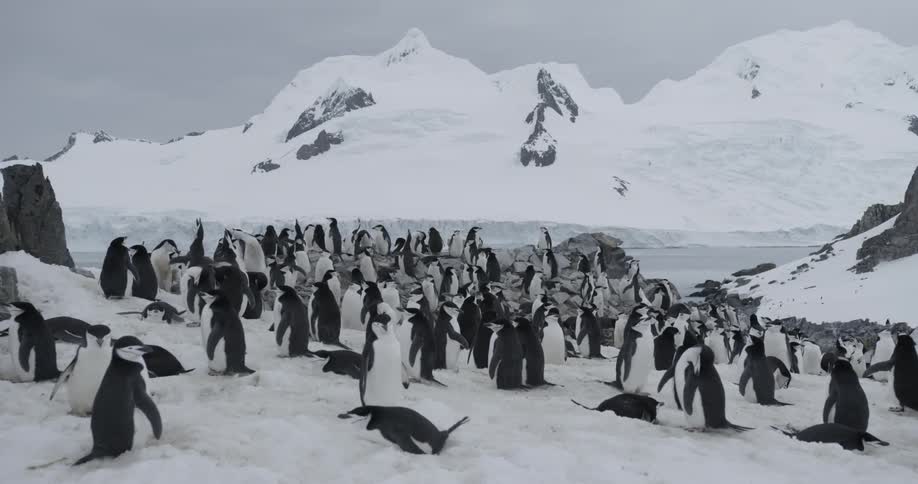 Large group of chinstrap penguins standing together in the snow