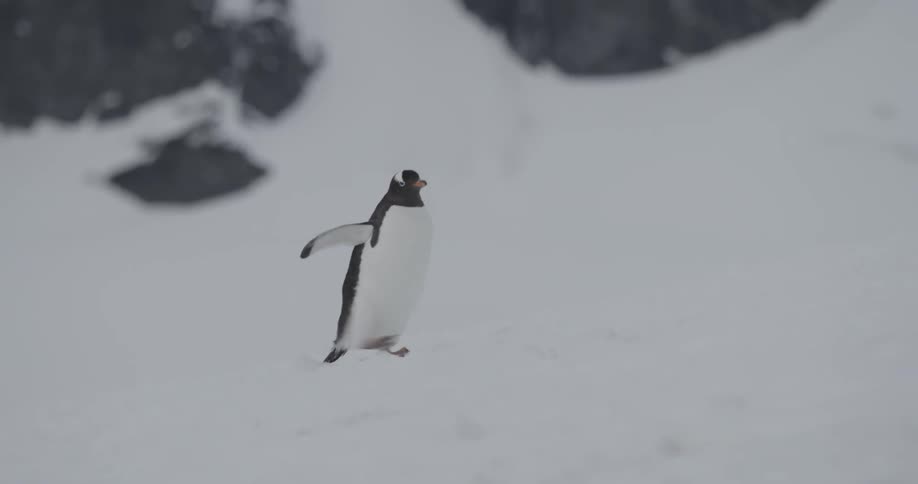 Lone penguin struts through the snow