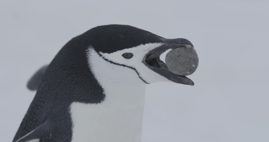 Penguin carries perfectly round pebble in its mouth