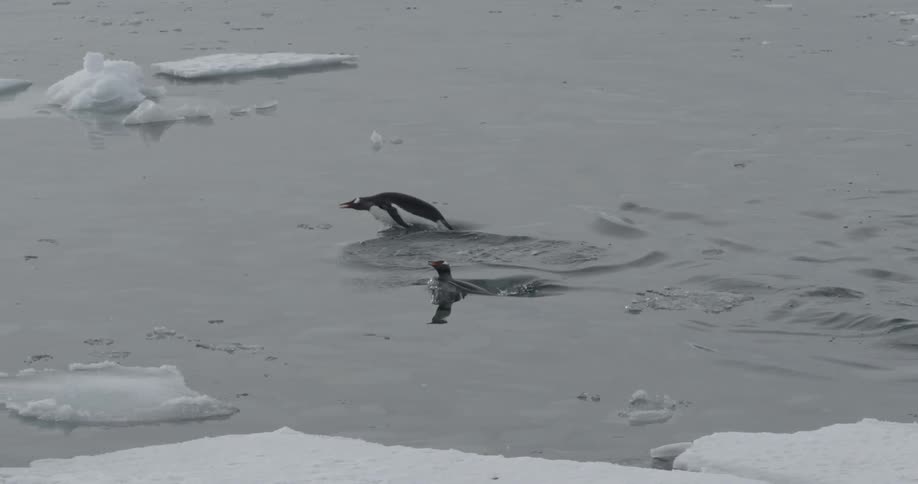 Penguins swimming and jumping in and out of the water