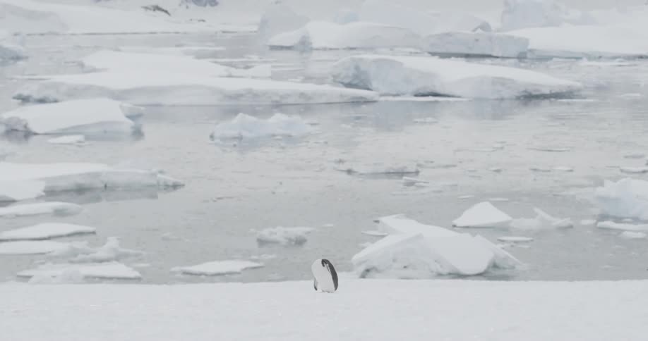 A penguin standing alone on the snow in front of icebergs and sea ice