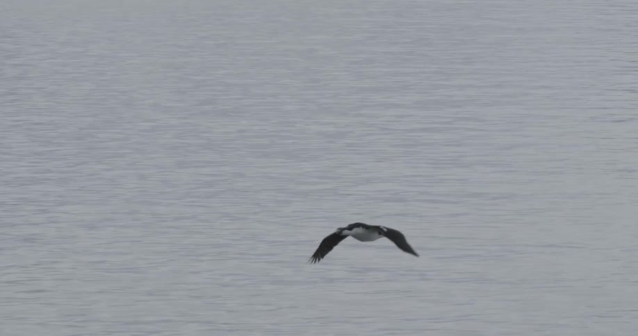 A bird similar to a goose flies over the ocean