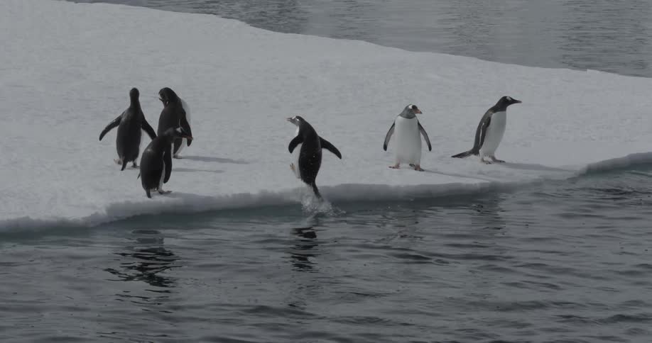 A penguin jumps out of the water onto an ice sheet (slow motion)