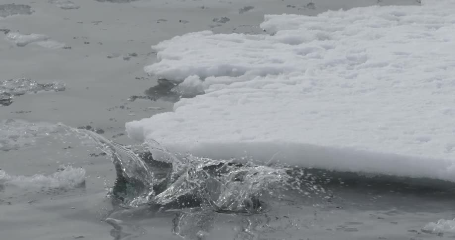 A scared gentoo penguin stands at the edge of the water and dives in