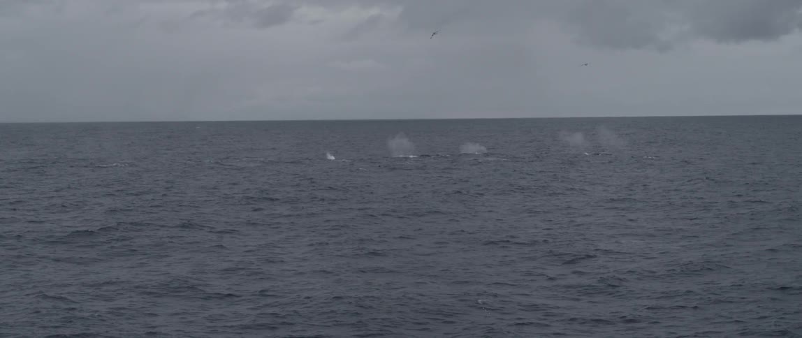 A bunch of Whales swimming at the surface of the ocean on a cloudy day