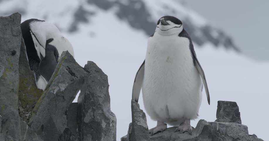 Penguins sleeping on mossy rocks on a cold day
