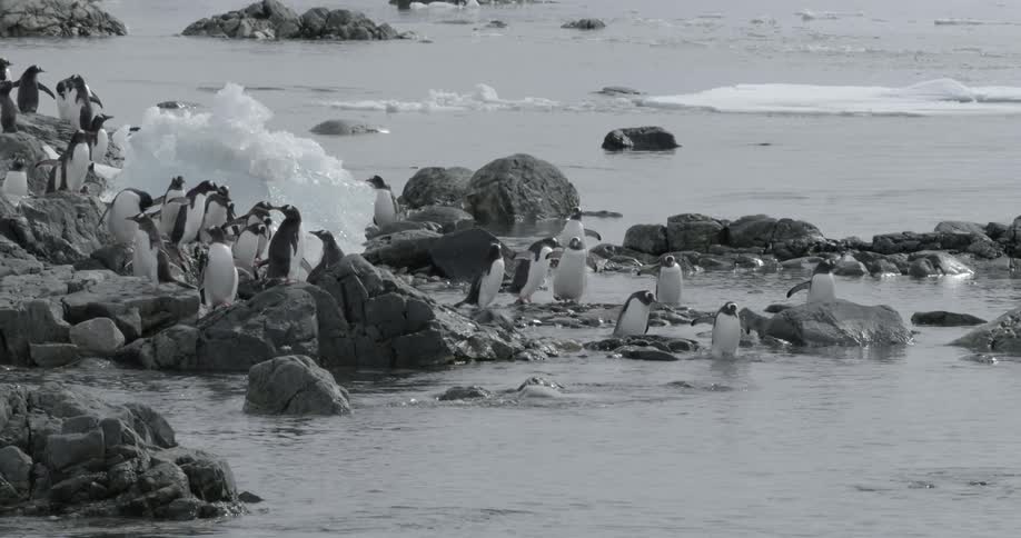 A large group of penguins make their way into the ocean
