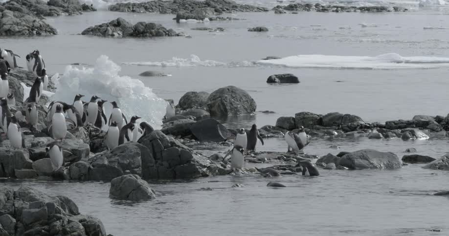 Penguins standing on rocks climb in and out of the ocean