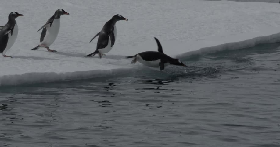 Six penguins run off an ice sheet and dive in the water one after another