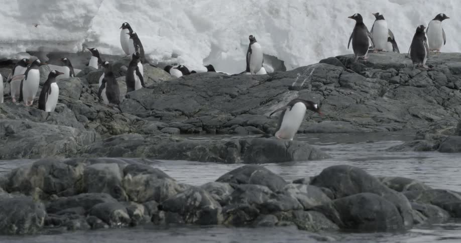Dolly shot of a penguin belly flop into the water