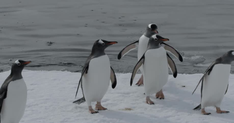 A group of Penguins jump out of water onto the ice shelf