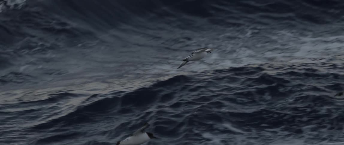 Birds gliding over ocean waves (slow motion)