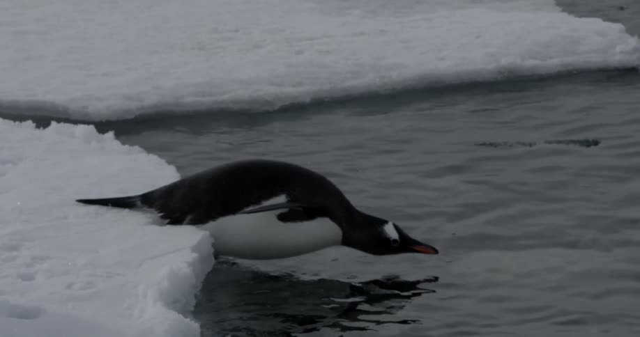 A penguin runs and jumps into the water off an ice sheet in slow motion