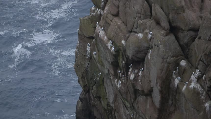 Birds flying by an oceanside cliff
