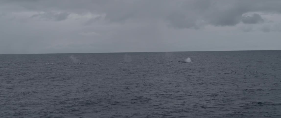 A large group of whales passing by and expelling air through their blowholes on a cloudy day