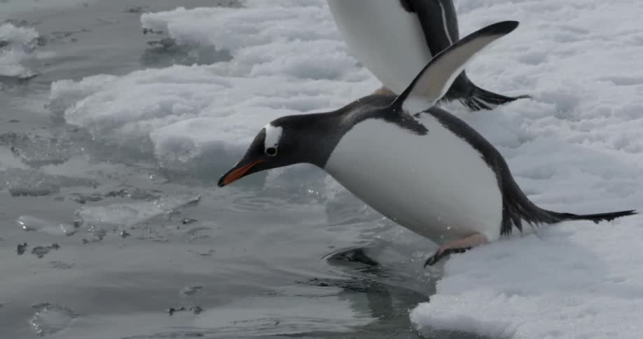 A penguin dives gracefully into icy antarctic water