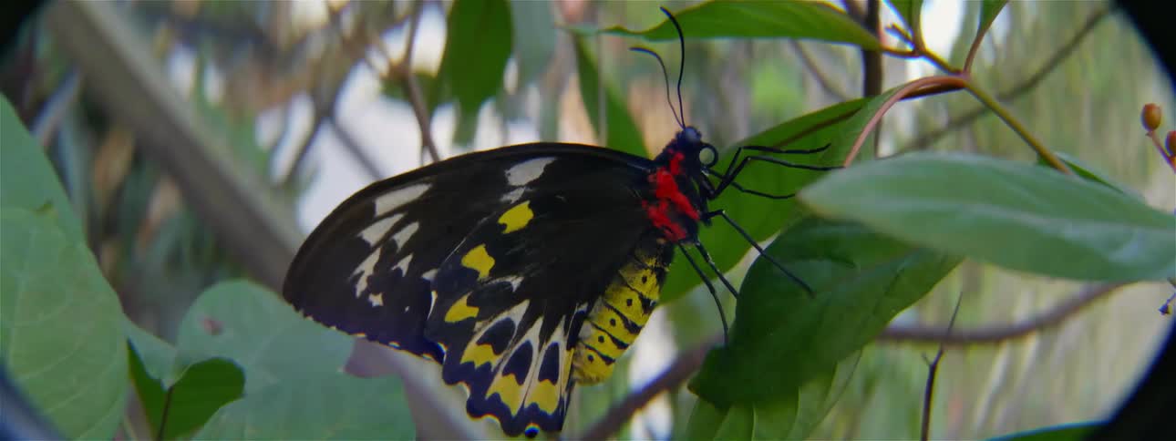 A butterfly is balancing on leaves during the day