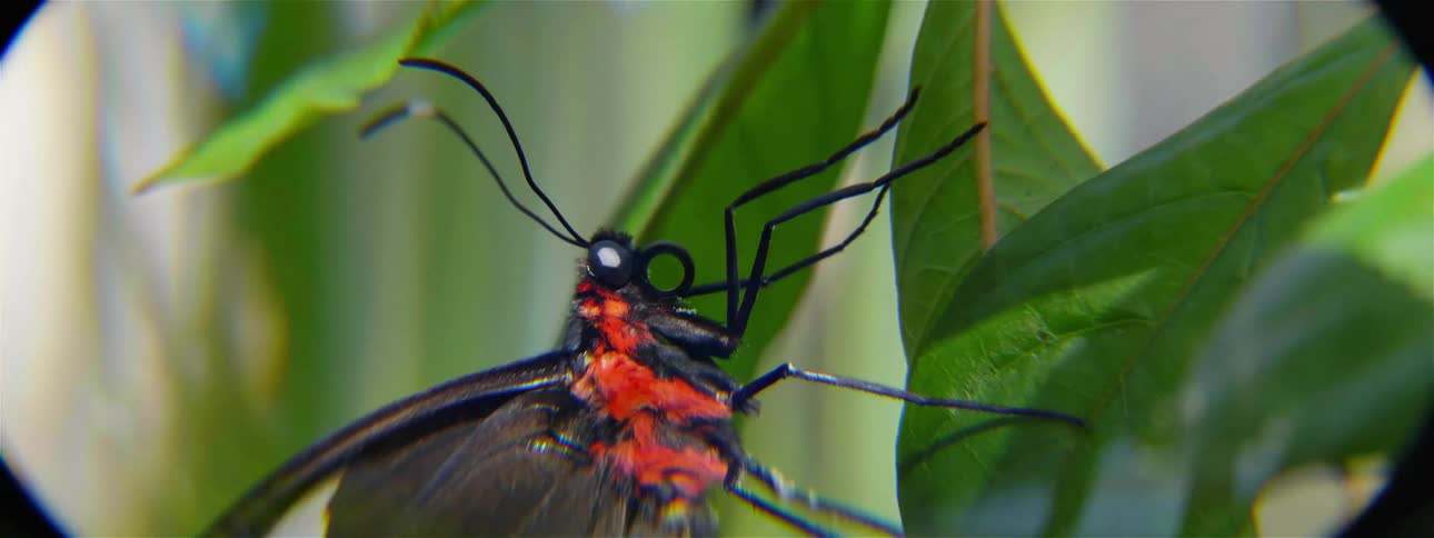 The butterfly is black, red, and yellow