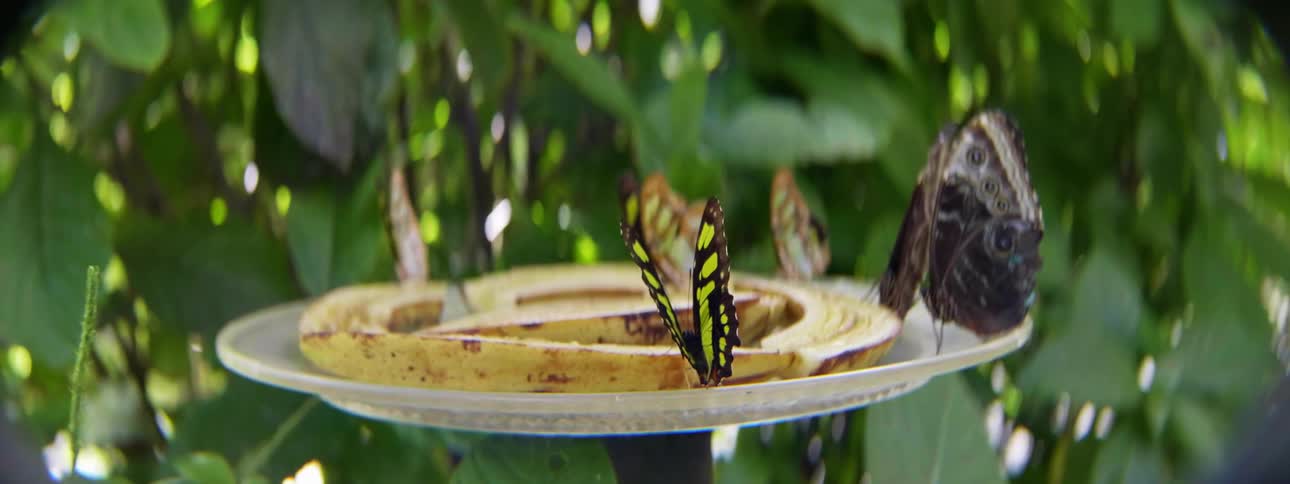 Butterflies are feeding on some fruit