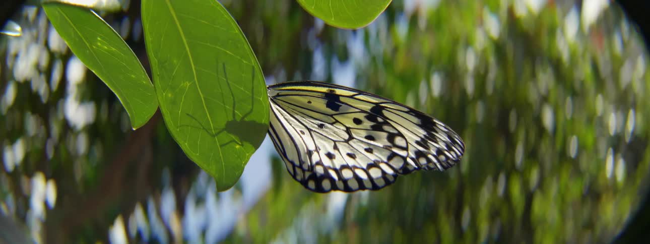 A butterfly is on the branch then flies off