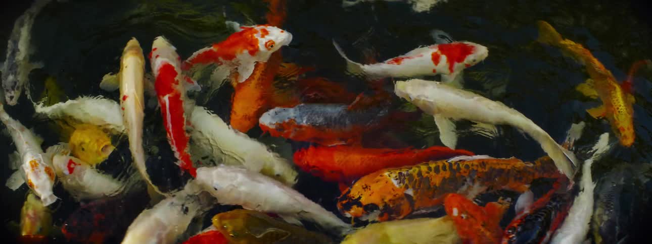 School of fish swimming in clear water