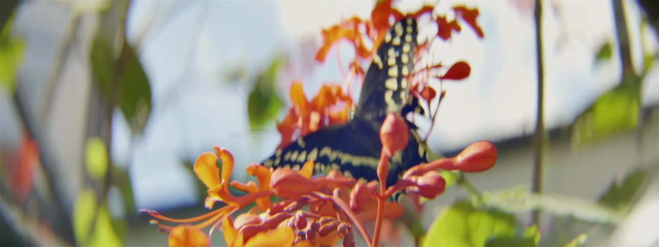 Butterfly lands on a red flower