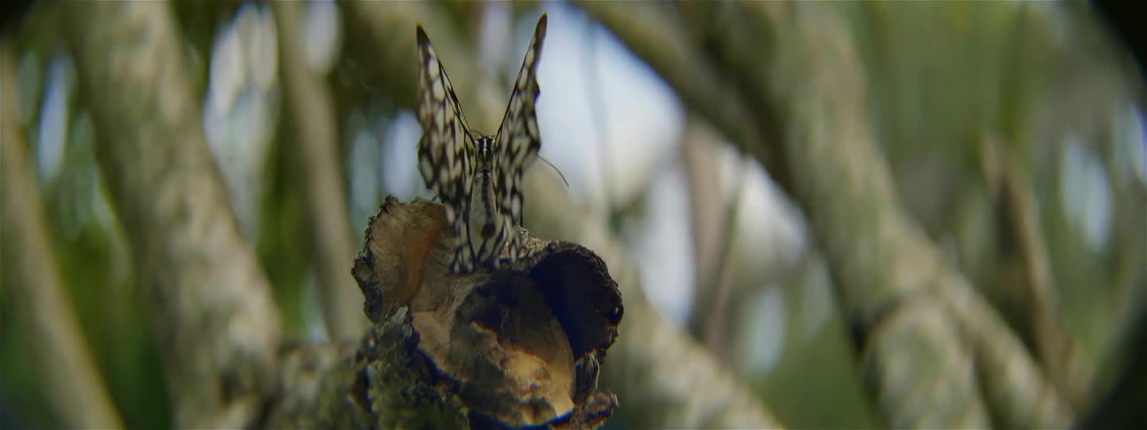A butterfly standing on a branch folds its wings