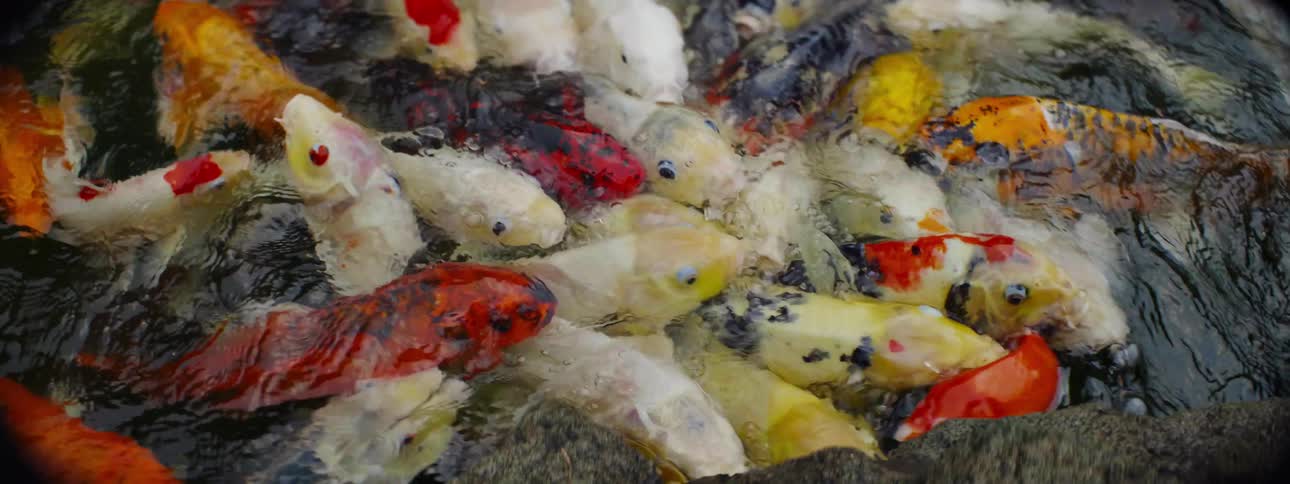 A bunch of goldfish are swimming around together