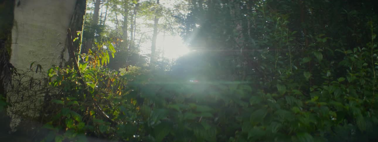 Sun shining on the trees in the woods on a fall day