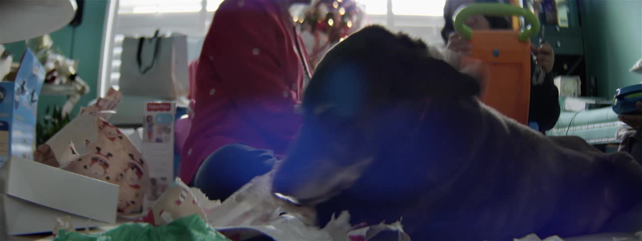 The dog is tearing up the wrapping paper