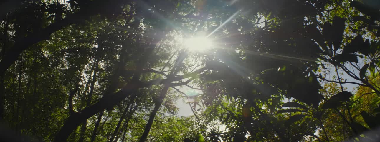 Sunlight shines through dense leaves