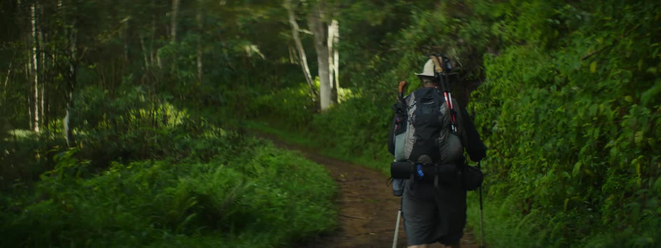 A man hikes along a forest trail