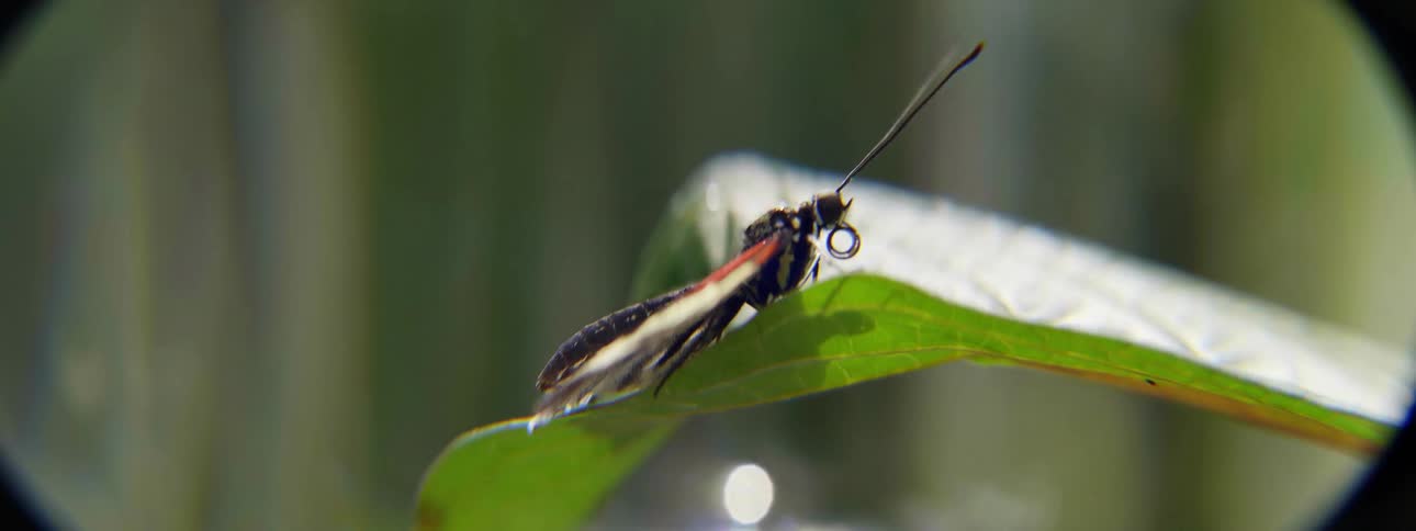 A butterfly is still on the leaf