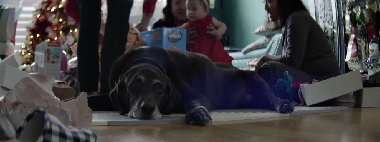 A dog lays down its head and blinks slowly