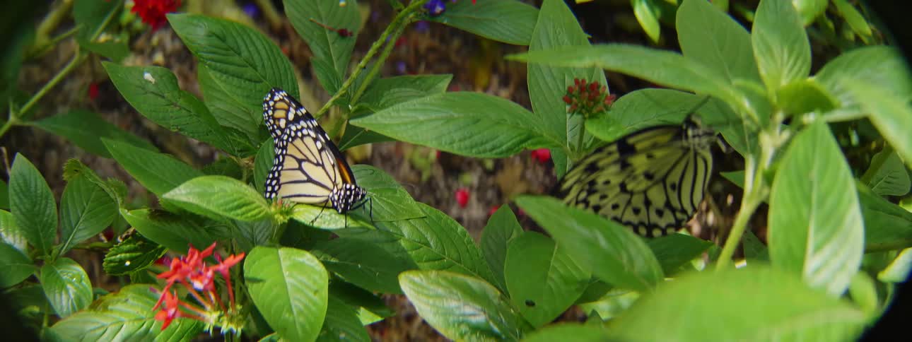 The plants and flowers are covered with butterflies