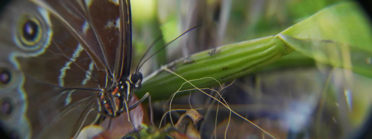 A butterfly is moving around on some leaves